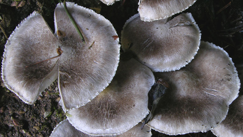Tricholoma cingulatum fo.ramentaceum.